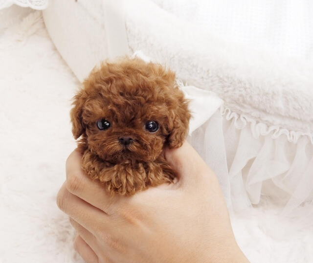 <span style="font-weight: bold;">Nova</span>