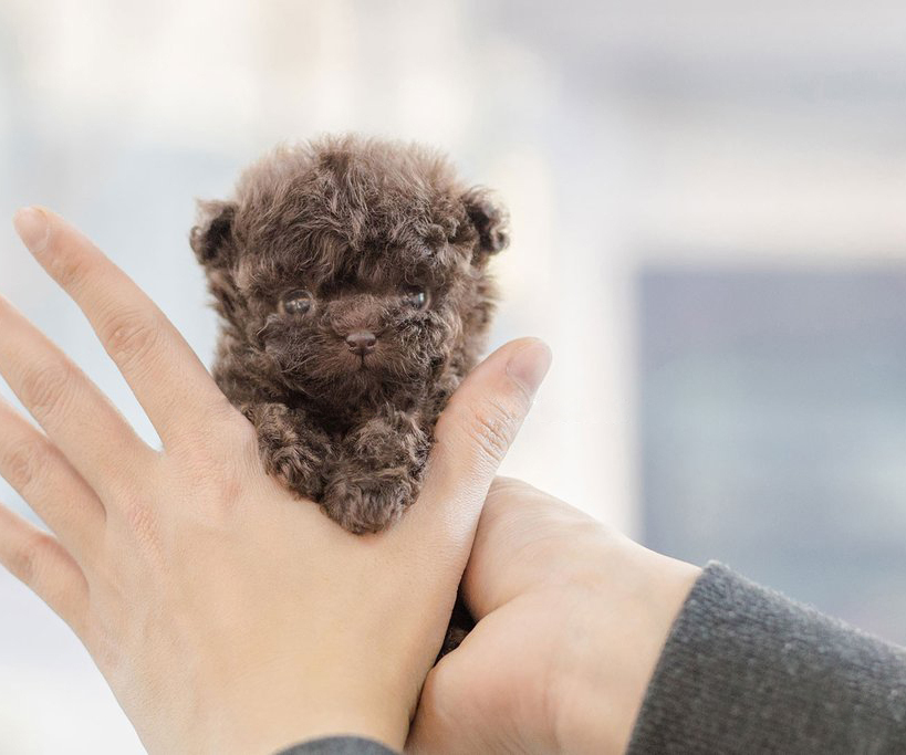 <span style="font-weight: bold;">Bowzer </span>