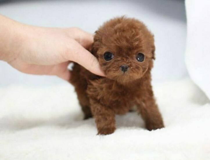 Cavalier King Charles Spaniel