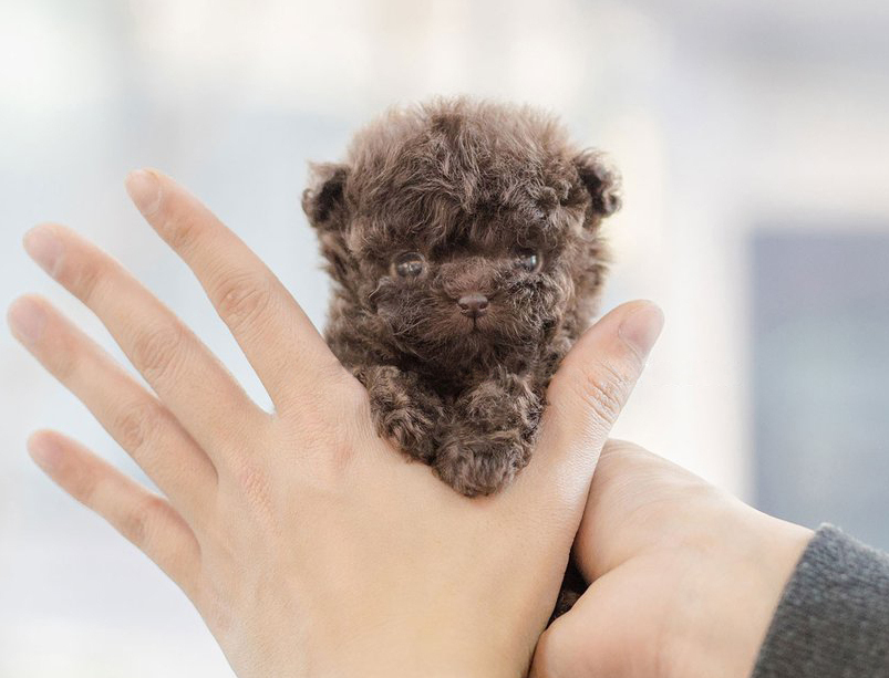 Cavalier King Charles Spaniel