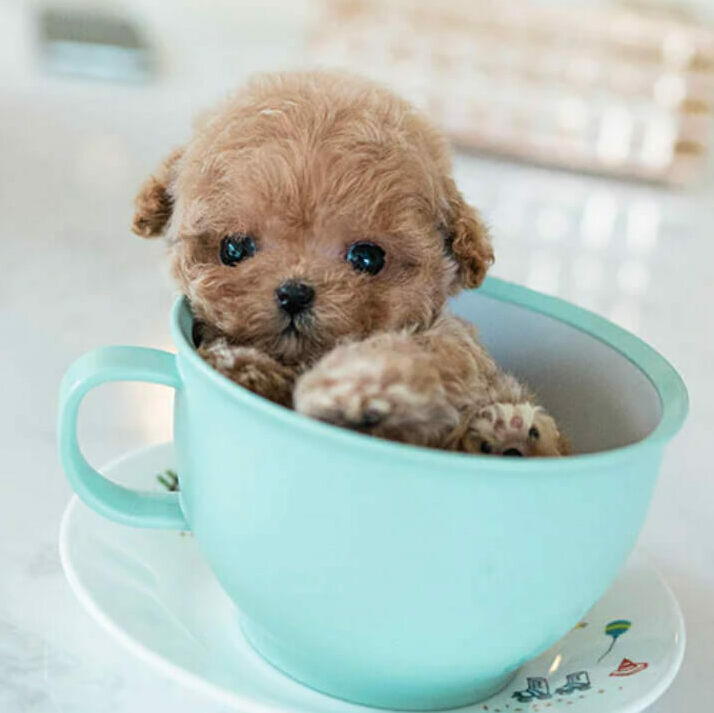 <span style="font-weight: bold;">Molly</span>