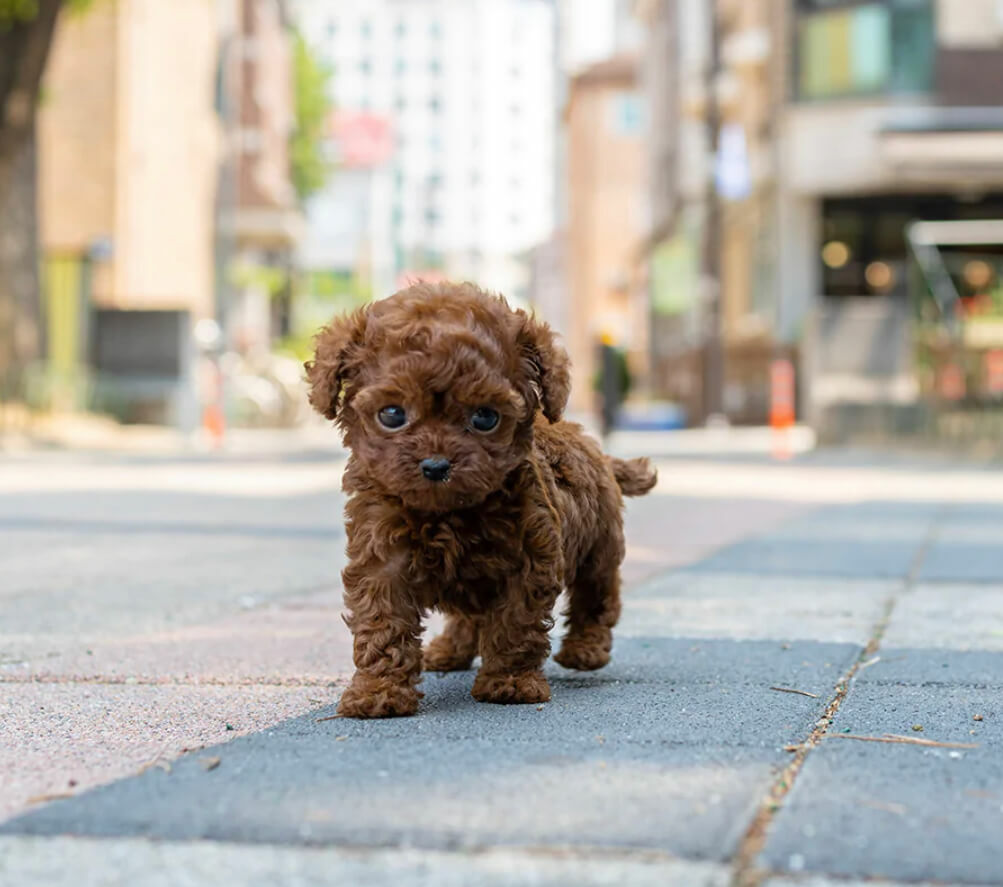 <span style="font-weight: bold;">Mr.G <br></span>