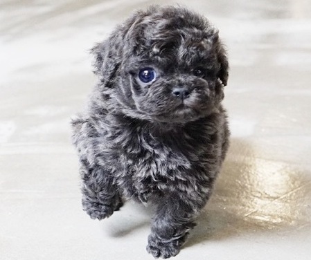 <span style="font-weight: bold;">Preston </span>